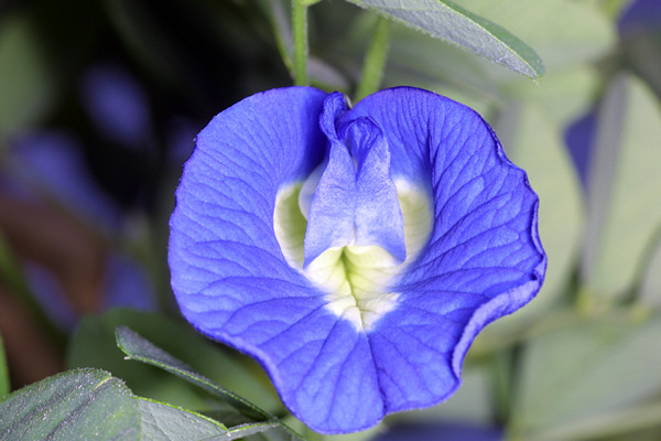 Blue Flower