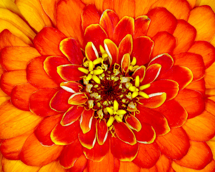 Orange Flower